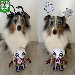 Prrr, nebo tě rozštěkám! 👻 Halloween je čas, kdy i ti nejhodnější hafani můžou být malí rošťáci 🎃 A nejlepší způsob, jak...